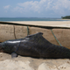 A deceased Atlantic humpback dolphin accidentally caught in a net.